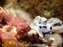 Taken at my 1st Dive Trip to Anilao Philippines. Excellen... by Adrian Schokman 